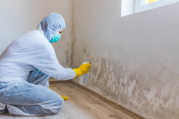 Licensed Mold Remediation service in La Vergne, TN - WQB Mold Removal